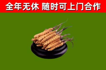 陆河回收散虫草