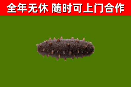 陆河回收海参干